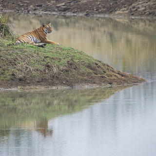 Tadoba - Tigress